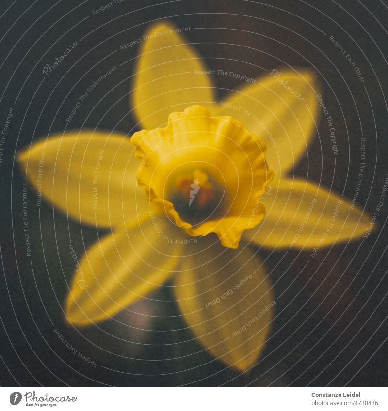 Narzisse, Makroaufnahme Narzissen Blume gelb Farbfoto Frühling Ostern Gelbe Narzisse Blüte gemäldeartig Frühblüher Nahaufnahme