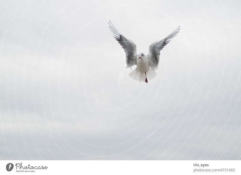 Möwe im Flug Vogel Himmel - ein lizenzfreies Stock Foto von Photocase