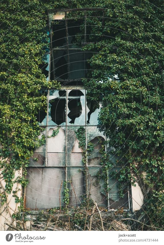 Efeu wächst an der Fassade ins offene Fenster Wachstum Wand grün bewachsen Kletterpflanzen Natur zuwachsen Fenstergitter lost places glasbruch kaputt Pflanze