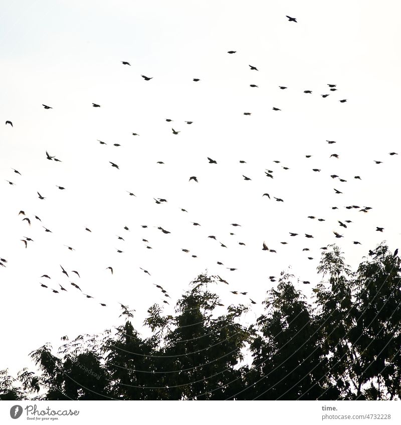 Federvieh | Gruppenreise vögel vogelschwarm fliegen himmel bäume tiergruppe silhouette flug