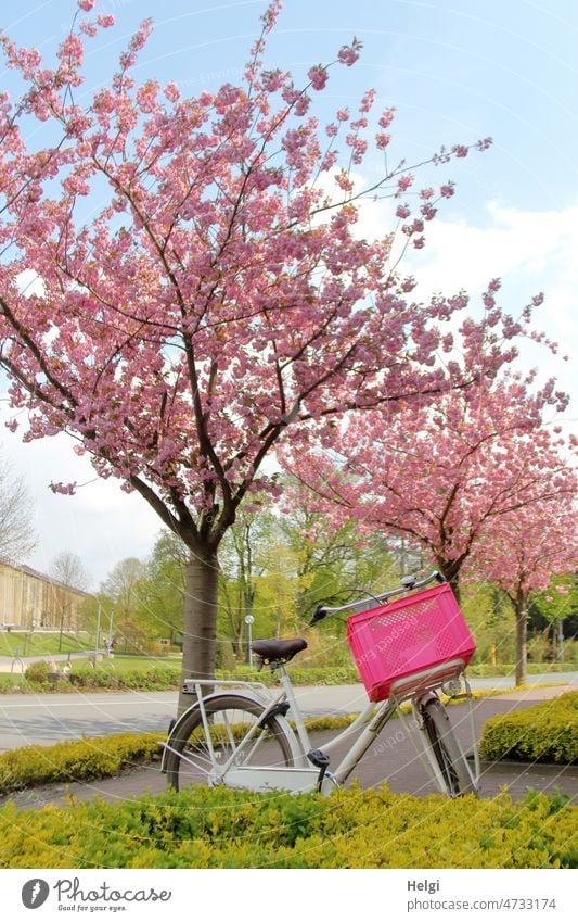 Frühling - unter rosa blühenden Bäumen steht ein weißes Fahrrad mit pinkfarbenem Korb Baum Zierkirsche Park Fahrradkorb Frühlingsstimmung Weg Straße Gradierwerk