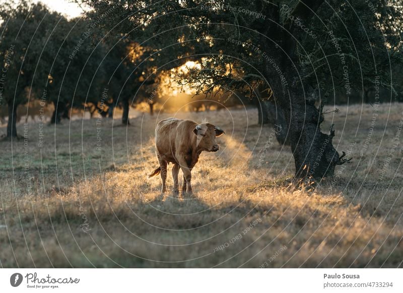 Kuh auf dem Feld Rind Landschaft Alentejo Portugal Weide Tier Ackerbau Nutztier Viehzucht Gras Wiese Natur Viehbestand Rinderhaltung Tierporträt Außenaufnahme