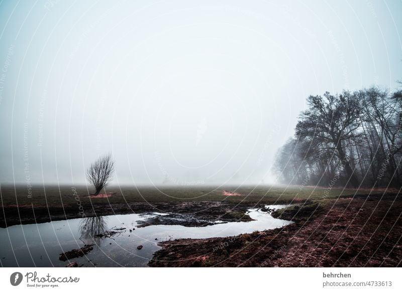 madame tristesse melancholisch melancholie Einsam Einsamkeit Wasser Fluss Landwirtschaft Baum Nebel geheimnisvoll Klima mystisch Acker Außenaufnahme Wiese Natur