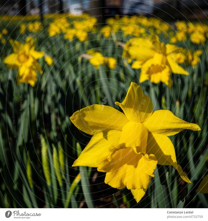 Narzissen am Wegesrand Frühling gelb Pflanze Farbfoto Blühend Natur Frühlingsgefühle Blüte Blume Gelbe Narzisse Ostern Wachstum grün Wiese Sonnenlicht
