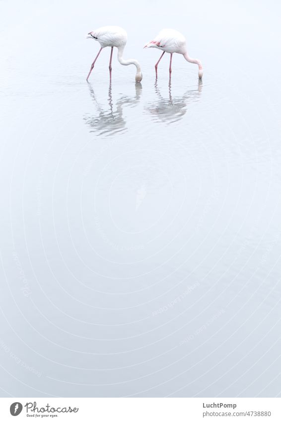 Zwei Flamingos im Wasser zwei schlicht High Key Silhouette graublau Schatten Teich See kopf in den sand stecken blind Nahrungssuche rosa zart filigran edel