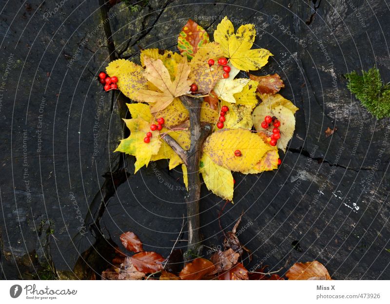 Baumchen Basteln Herbst Ein Lizenzfreies Stock Foto Von Photocase