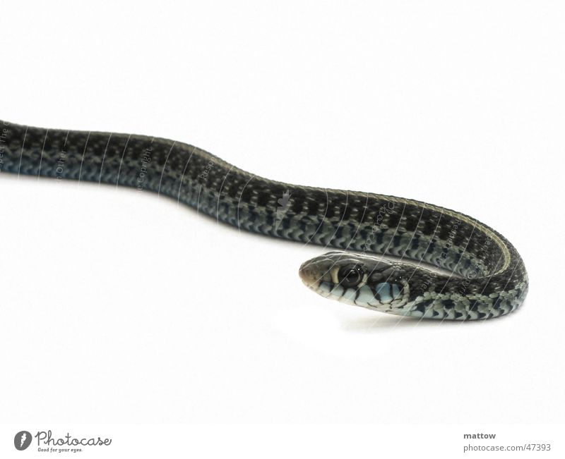 Babyschlange 2 Tier Hintergrundbild weiß Reptil Schlange Natur Auge Scheune snake