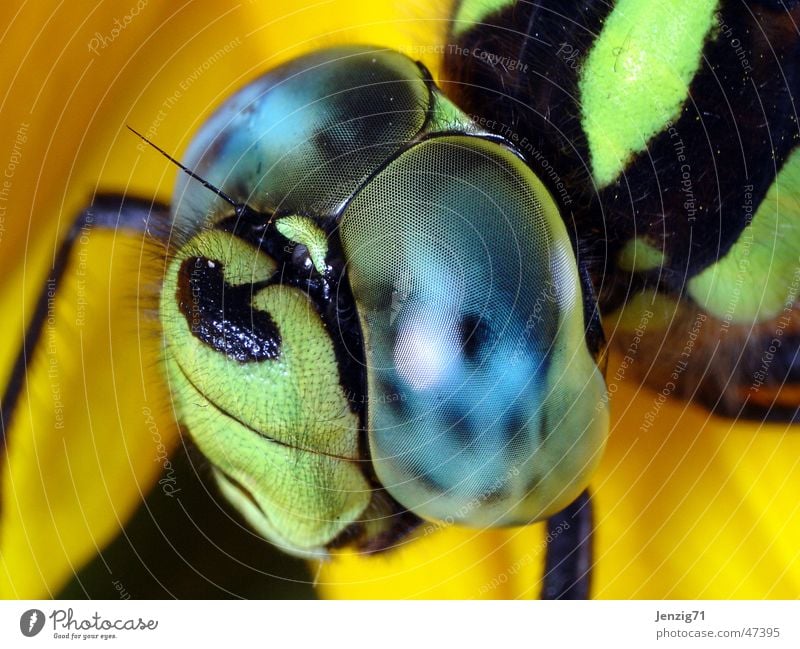 Mosaikjungfer Libelle Insekt Facettenauge Makroaufnahme
