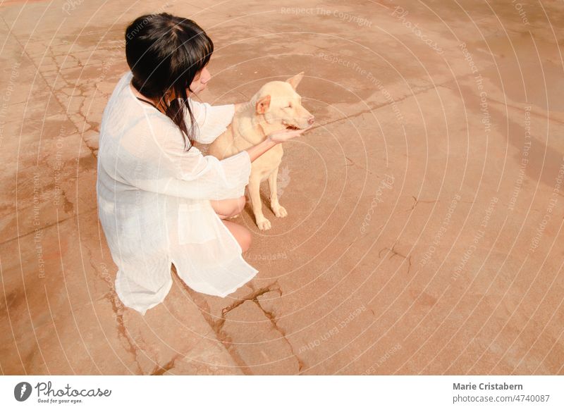 Ein asiatisches Mädchen streichelt einen süßen Hund Haustier Hund Schönheit schönes Mädchen Freundschaft Zusammengehörigkeitsgefühl bezaubernd Niedlichkeit