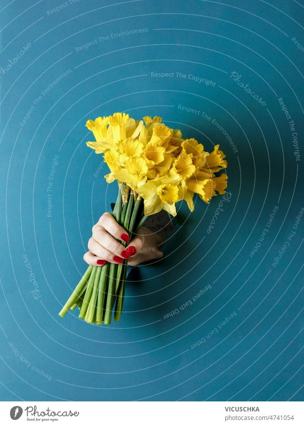 Bouquet von gelben blühenden Narzissen Blumenstrauß in der Hand der Frau an der blauen Wand Hintergrund Überstrahlung Schläge durch kreativ Frühling Konzept
