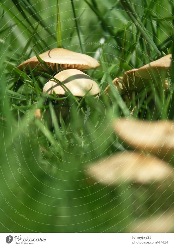 Mushroom Tiefenschärfe Gras Wiese Wald Sommer Sammlung Suche grün braun lecker Gift ungesund klein Pilz Makroaufnahme Nahaufnahme gesung Ernährung