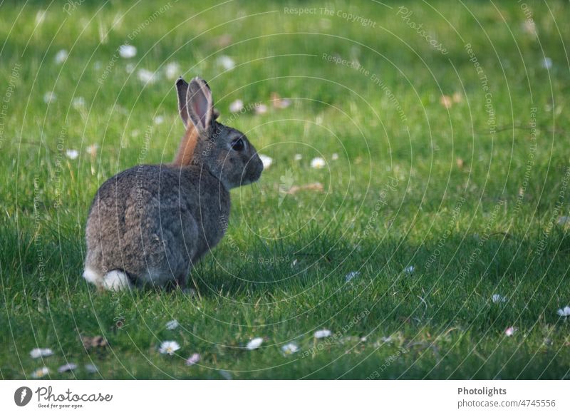 Kaninchen sitzt auf einer grünen Wiese mit Gänseblümchen weiß grau braun Rasen Blick nach rechts Ohren Löffel Gras Natur Frühling Außenaufnahme Pflanze