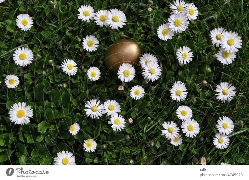 Ostersonntag und die Suche nach dem goldenen Ei Ostern Ostereier suchen Ostereiersuche goldenes Ei Wiese Blumenwiese Gänseblümchen Gänseblümchen-Wiese Gras weiß