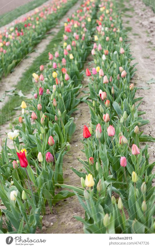 Mehrere Reihen bunter Tulpen auf einem Blumenfeld Blumenfelder pflücken Frühling Feld ostern Strauss Mitbringsel Fest fröhlich Natur Blumenstrauß Blüte Pflanze