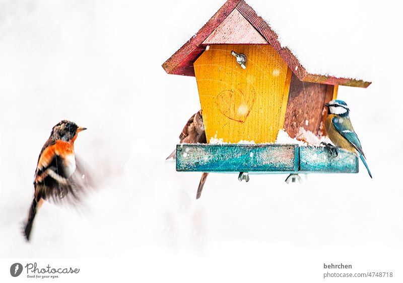 gut zu vögeln Umwelt Vogelhäuschen Vögel füttern niedlich hübsch Jahreszeiten Winter Herbst Garten Fressen Herz Tierliebe Außenaufnahme Farbfoto Natur Feder