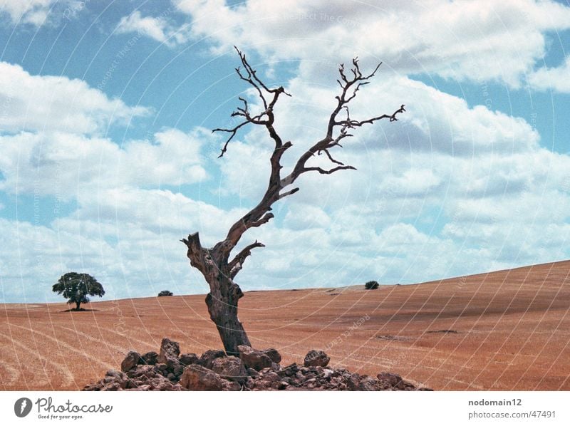 Baum in Andalusien Spanien Feld Kornfeld einzeln trocken Wiese Wolken Trauer Außenaufnahme spain Kanu Einsamkeit Natur drausen Wüste Tod Amerika Landschaft