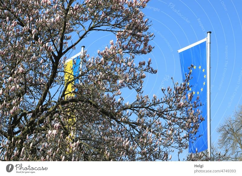 Solidarität - Flaggen der Ukraine und von Europa wehen hinter einem blühenden Magnolienbaum Frühling Magnolienblüte Knospe Solitdarität Himmel blauer Himmel