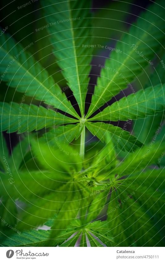 Marihuana Gras Weed Pot Ganja Marijuana Hanfpflanze Cannabis Hanfgewächse Nutzpflanze Blatt Stiel Pflanze grün Medikament Rauschmittel Alternativmedizin THC