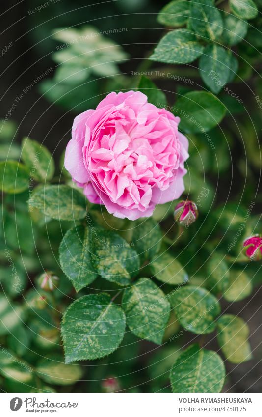 Schöne Blüten der pfingstrosenförmigen englischen Rose Mary Rose im Garten im Sommer Roséwein Englisch Blütenblatt Blume grün Natur rosa Hintergrund schön