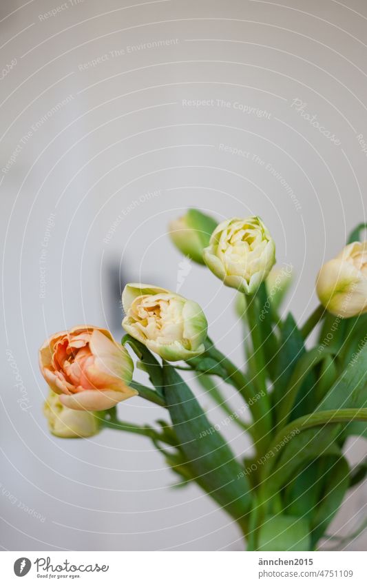 Helle Tulpen mit grünen Blättern und Stengeln stehen im hellen Zimmer in einer Vase leuchten Natur Farbfoto Dekoration & Verzierung Innenaufnahme Blühend Blüte