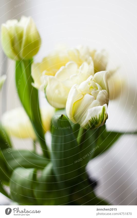 Drei weiße Tulpen mit grün weiss Slowflower Strauß Blumenstrauß Ostern Frühling Pflanze Blüte Blühend Innenaufnahme Dekoration & Verzierung Farbfoto Natur
