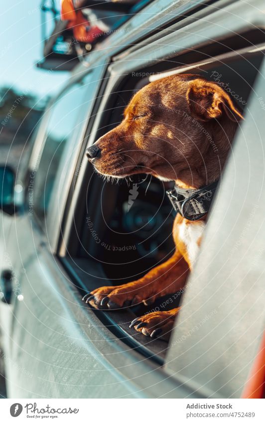 Hund schaut aus dem Autofenster am frühen Morgen PKW Fenster Haustier aufwachen Autoreise Fernweh Tourismus Begleiter Reisender neugierig Abenteuer Freiheit
