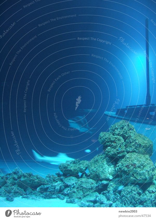 Blue Shark Meer hai aquarium schiff blau unterwasser