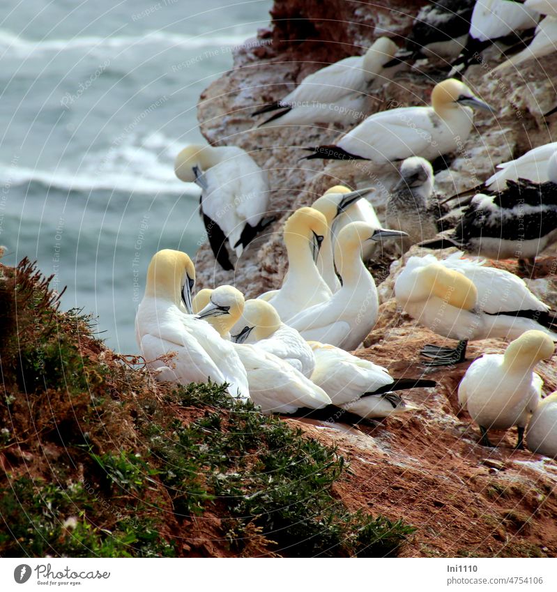 Basstölpel bei der Gefiederpflege Wildtiere Vögel Meeresvögel Seevögel Morus bassanus Flieger Taucher Tiergruppe Brutkolonie Steilküste rote Klippen Helgoland