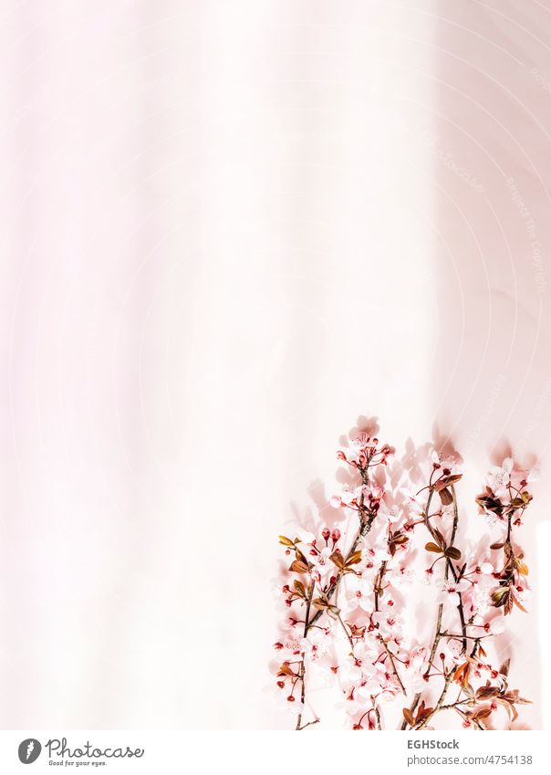 Kirschblütenzweig auf rosa Hintergrund. Leerzeichen kopieren Textfreiraum Blume Blüte Natur Kirsche Frühling Blütezeit Blütenblatt Japanisch gelber Hintergrund
