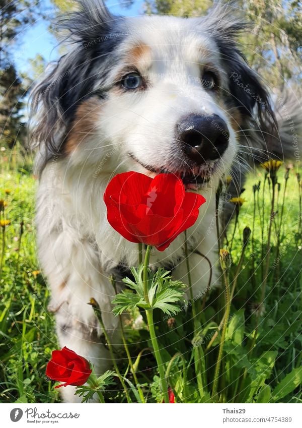 Ein glücklicher Hund in Blumen. Das Tier lächelt. Feldkameliden. Der Astralische Schäferhund Tricolor. Weißer Schweizer Schäferhund auf Blumen Mohn. Hund Porträt Hund sitzt in der Mohnblume Feld