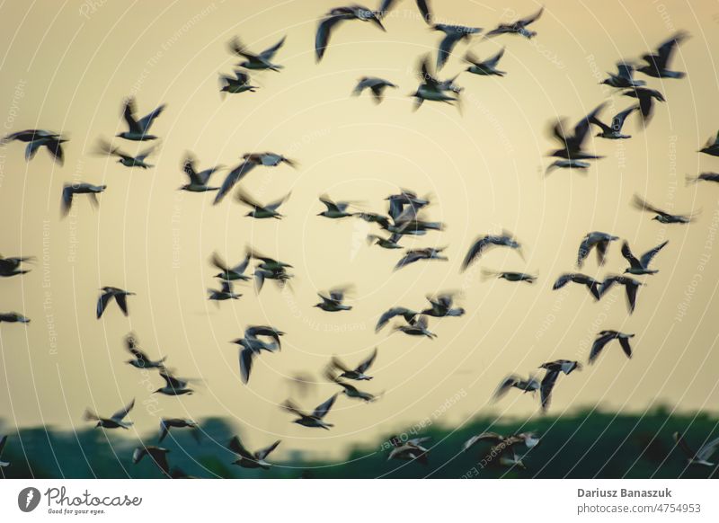 Ein Schwarm Lachmöwen im Flug - Unschärfeeffekt Vogel verschwommen Ansicht Flügel Natur Möwe Tier blau Fliege Tierwelt Himmel wild Freiheit weiß MEER Wasser