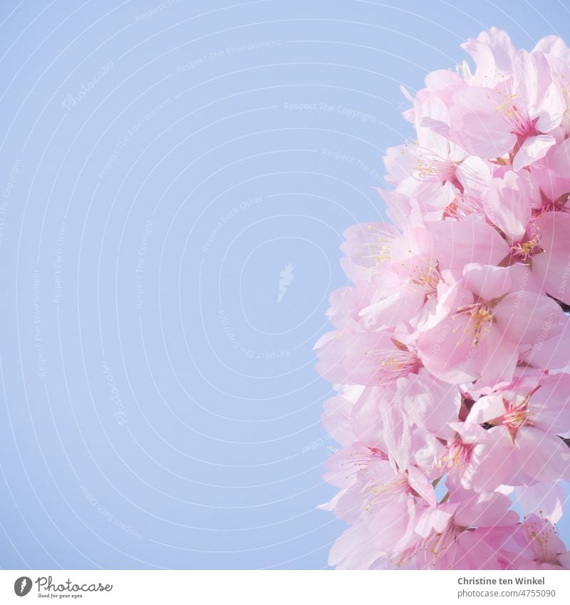 rosa Blüten einer Zierkirsche vor hellblauem Himmel Blütenfülle Frühlingsgefühle Pflanze Natur Garten Park natürlich schön pink Blühend Schönes Wetter