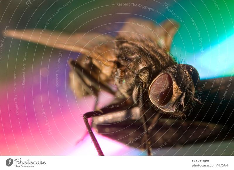 Fliege Insekt mehrfarbig Farbverlauf klein groß Staub fliegen Beine Auge facetten Farbe Makroaufnahme Mikrofon Haare & Frisuren Flügel