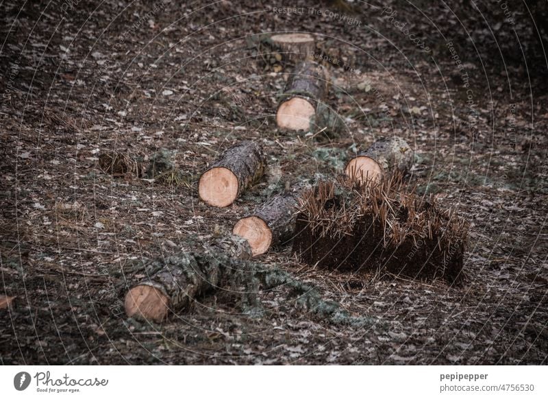 gefällter Baum im Wald Natur Borkenkäfer Klimawandel Waldsterben Umwelt Forstwirtschaft Holz Baumstamm Totholz Abholzung Nutzholz Zerstörung Umweltschutz Bäume
