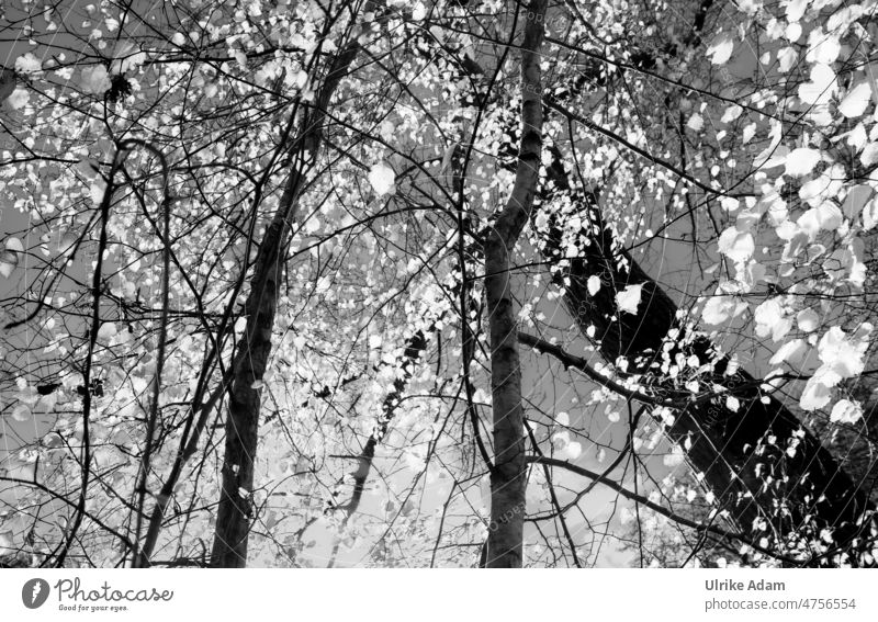 Erleuchtung - Blätter am Baum leuchten nostalgisch Bäume schwarz Licht & Schatten Strukturen & Formen Außenaufnahme Silhouette Kontrast Schattenspiel