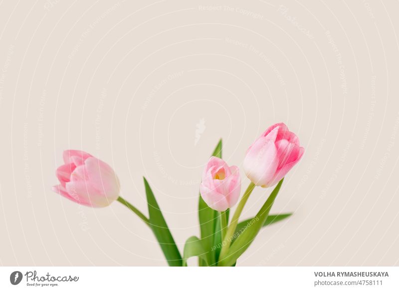 Ein Strauß mit drei rosa Tulpen. Das Konzept des Frühlingsurlaubs mit Kopierraum Blume Liebe Feier geblümt grün Feiertag Mutter festlich Gruß vereinzelt