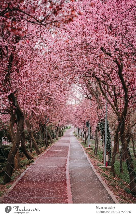 Pink Spring Park Allee Frühling rosa Blumen rosa Hintergrund Timisoara Frühlingsblumen Parkweg blumig Blumiger Hintergrund im Freien urbaner Charakter