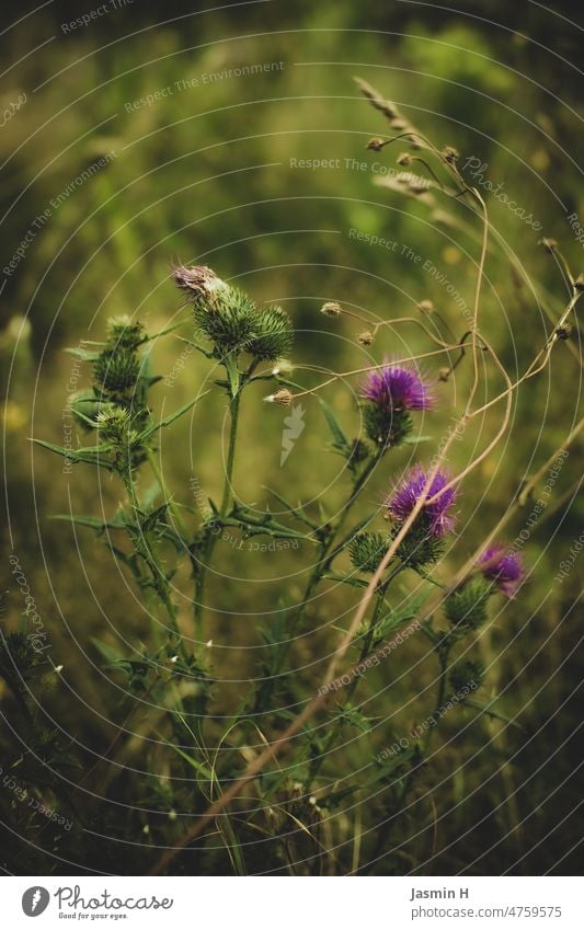 Lila Flockenblume lila Pflanze Blüte Natur Blume Blühend violett Farbfoto Schwache Tiefenschärfe natürlich Außenaufnahme grün Feldrand Menschenleer Nahaufnahme