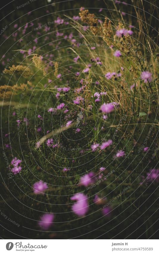 Flockenblumen am Feldrand Pflanze Natur Blume Blüte Farbfoto Außenaufnahme Blühend Tag Frühling Menschenleer grün lila violett natürlich schön Blütenmeer