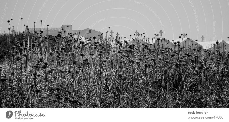 Zustand Tod Gruft schwarz weiß stilistisch Bonifacio Korsika Natur Landschaft Rücken