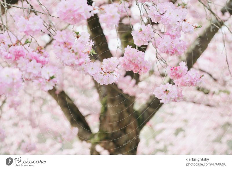 Sakura, Kirschblüte im Frühling, japanische Zierkirsche Prunus Serrulata Kanzan Bokeh Pflanze geblümt Ast Blume Hintergrund natürlich Prunus serrulata Garten