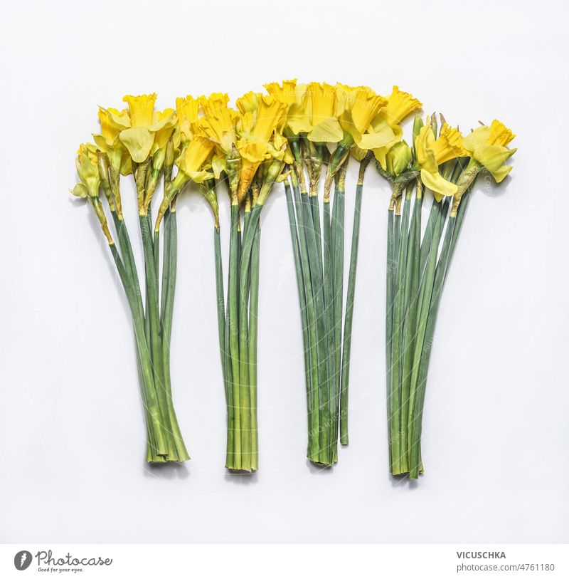 Trauben von gelben Narzissen auf weißem Hintergrund. Saisonale Frühlingsblume grün Vorbau weißer Hintergrund saisonbedingt Blume schön Blütenblätter Draufsicht