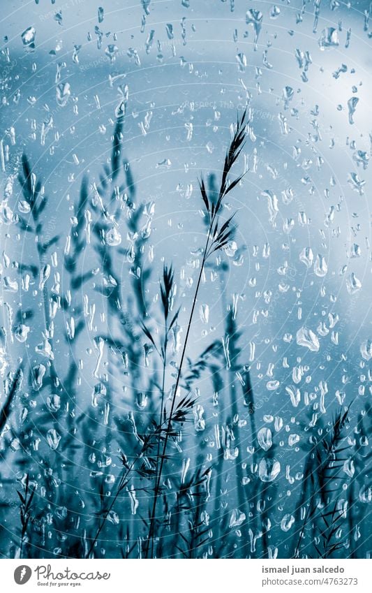 Regentropfen am Fenster und Blumen an Regentagen Pflanze Tropfen regnerisch Wasser nass glänzend hell Garten geblümt Natur natürlich Laubwerk abstrakt