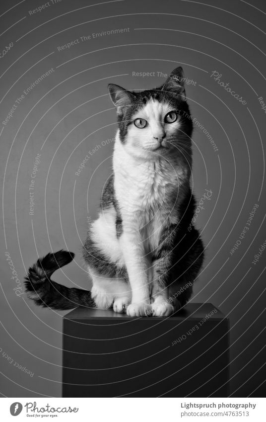 Schwarz-Weiß-Porträt einer getigerten Katze, die neugierig in die Kamera schaut. Tier Haustier niedlich katzenhaft heimisch Fell weiß Tabby vereinzelt jung
