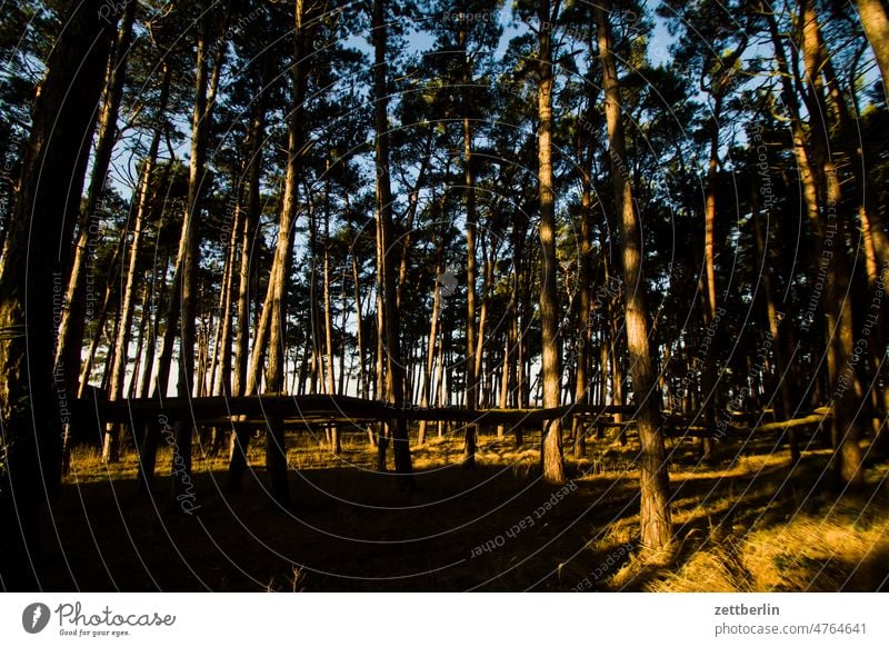 Wald am Bodden abend himmel horizont landschaft mecklenburg-vorpommern meer mönchgut nacht rügen sonnenuntergang strand wasser welle winter ostsee wald