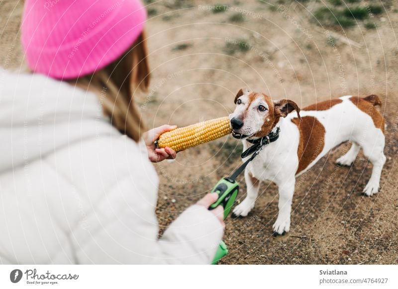 Glückliches Mädchen im Teenageralter, das ihren Hund Jack Russell Terrier auf einem Feld vor dem Hintergrund eines Maisfeldes im Herbst umarmt und füttert