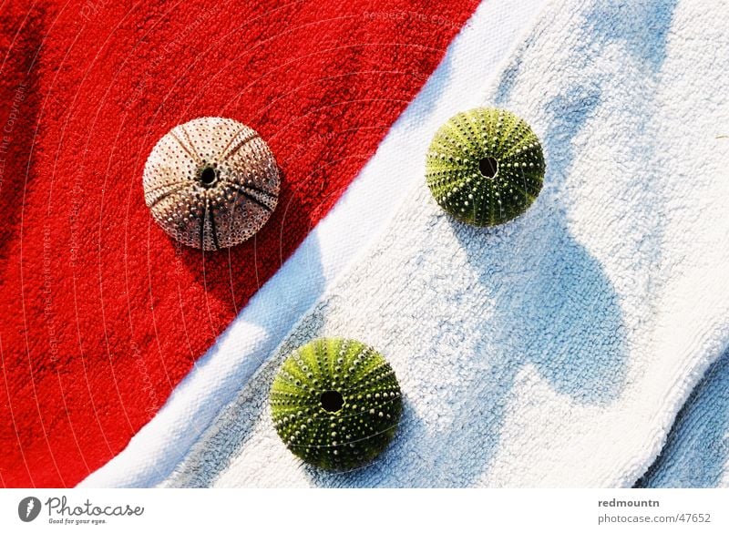 Badetuch mit Seeigelskelett Meeresfrüchte Skelett Wunder Sommer rot weiß grün Erholung tauchen Meerestier Mikrofon Farbe Schatten Sonne Unterwasseraufnahme