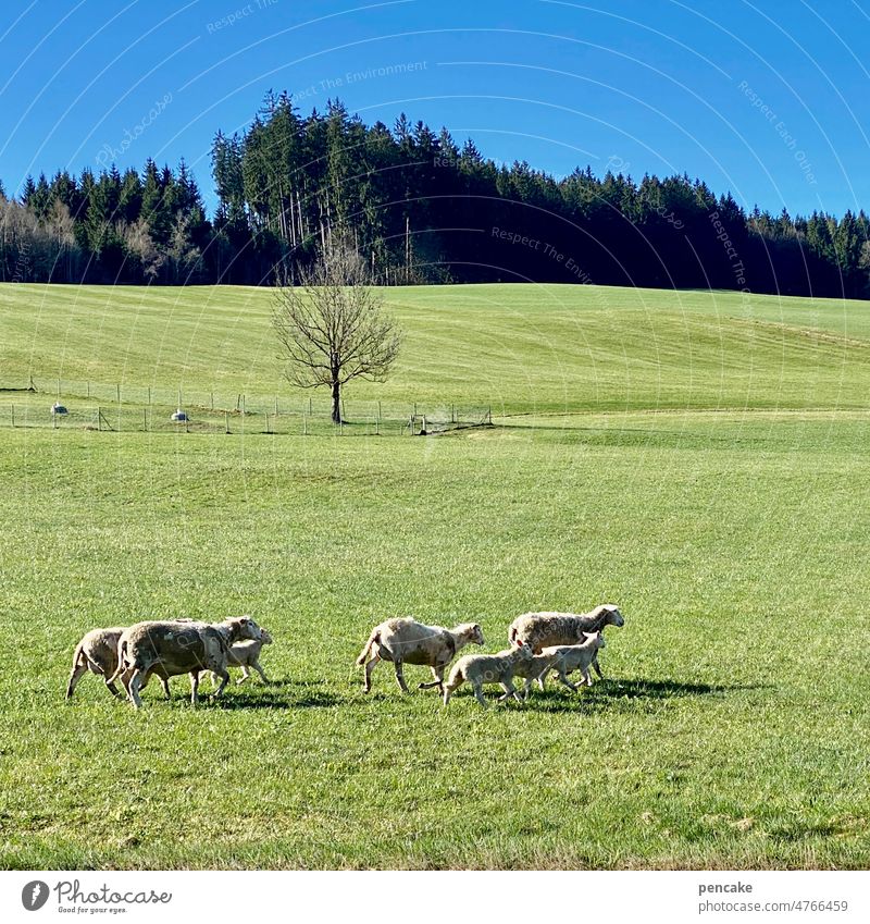homerun Schaf Gruppe Herde Schafherde rennen laufen Wiese Nutztier Tiergruppe Wolle Schafe Schafswolle Gras Landwirtschaft Landschaft Weide Nutztiere Fell