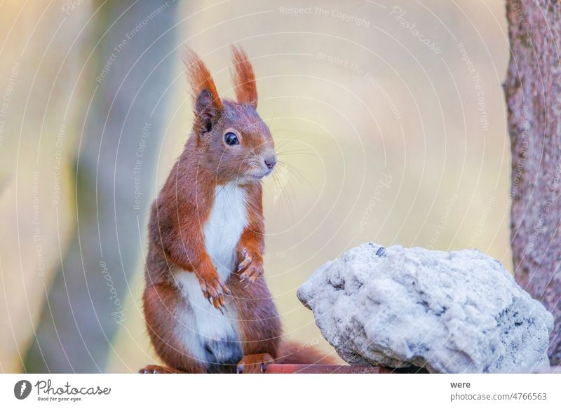 Ein rotes europäisches Eichhörnchen steht aufrecht auf dem Futterhäuschen vor einem Stein und schaut nach rechts Tier Sciurus vulgaris Tier-Thema
