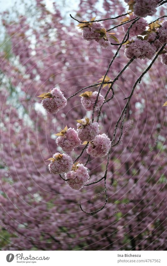 Dünne Äste mit Blütenballen und wenige junge, frische Blätter von japanischen Kirschbaum hängen im Sonnenlicht vor einem Kirschbaum mit Blüten. Kirschblüten